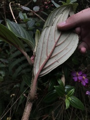 Glossoloma ichthyoderma