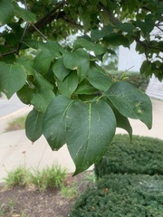 Syringa reticulata