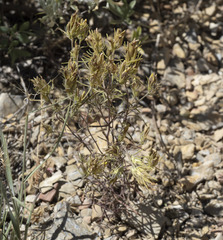 Cordylanthus ramosus