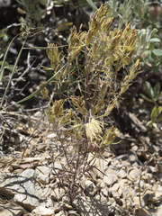 Cordylanthus ramosus