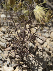 Cordylanthus ramosus