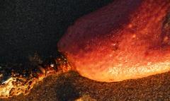 Gynandrocarpa placenta