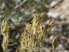 Cordylanthus ramosus