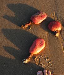 Gynandrocarpa placenta