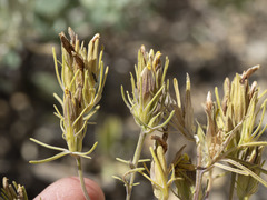 Cordylanthus ramosus