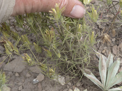 Cordylanthus ramosus