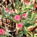 Helichrysum argyrosphaerum - Photo (c) Christine Sydes, algunos derechos reservados (CC BY-NC), subido por Christine Sydes
