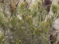 Cordylanthus ramosus