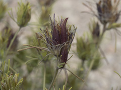 Cordylanthus ramosus