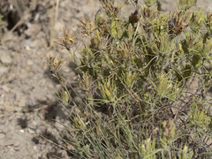 Cordylanthus ramosus