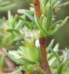 Cliffortia ramosissima