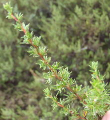 Cliffortia ramosissima