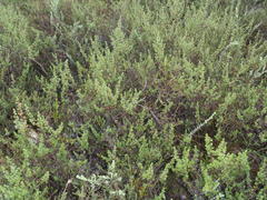 Cliffortia ramosissima