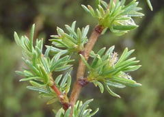 Cliffortia ramosissima