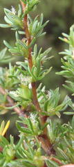 Cliffortia ramosissima
