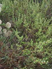 Cliffortia ramosissima