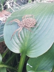 Rabidosa punctulata