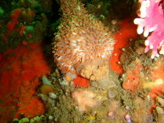 Eunephthya thyrsoidea