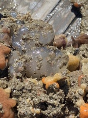 Ascidiella aspersa
