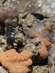 Ascidiella aspersa