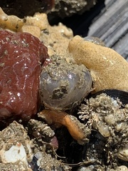 Ascidiella aspersa