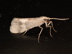 Cisthene faustinula