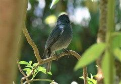 Eumyias albicaudatus