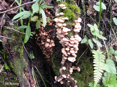 Marasmiellus alliiodorus