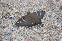 Apyrrothrix araxes