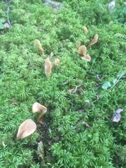 Cudoniaceae