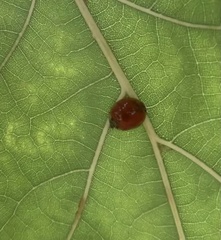 Harmonia axyridis