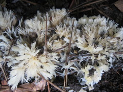Clavulina floridana