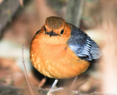 Cossypha natalensis natalensis