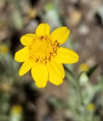 Monolopia gracilens