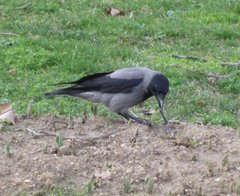 Corvus cornix