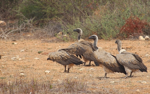 White-backed Vulture