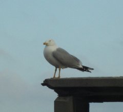 Larus michahellis