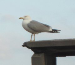 Larus michahellis