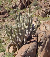 Euphorbia virosa virosa