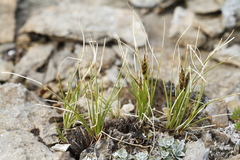 Carex nardina