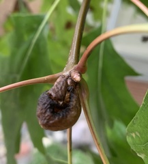 Arthropoda