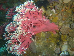 Stylaster nobilis