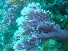 Stylaster nobilis