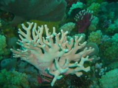 Stylaster nobilis