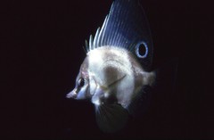 Hutchin's Boarfish photo 2