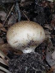 Scleroderma verrucosum