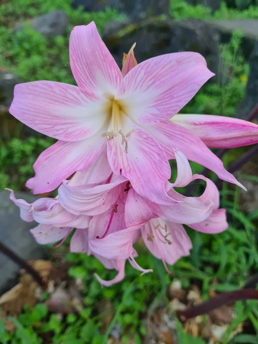 Amaryllis belladonna
