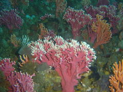 Stylaster nobilis