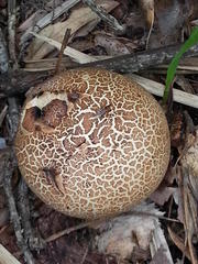 Scleroderma verrucosum