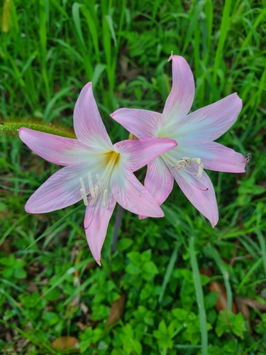 Amaryllis belladonna